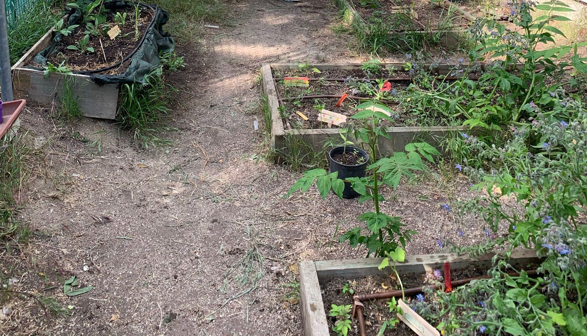 Talleres de Huerto en Horario Lectivo